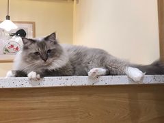 -滚猫咖啡·猫咖·猫友好撸猫(未来城店)