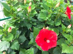 -龙大花卉苗木市场