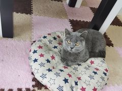 -三花喵·撸猫购宠·宠物生活馆(虹桥南丰城店)