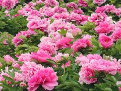 -洛阳市隋唐城遗址植物园