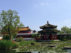 -曹州牡丹园