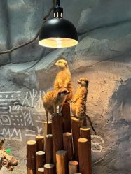 -Zoolung Zoolung动物主题公园(海信广场店)