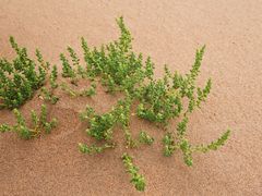 -亿利库布其七星湖沙漠生态旅游区