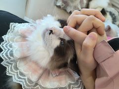 -怪兽屋·羊驼·猫咖·狗咖(俊华广场店)