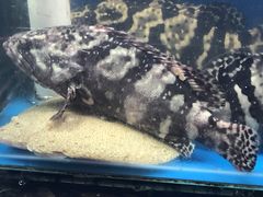 -三旗百汇商品城