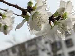 -桃花堤公园