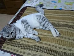 -纳吉亚猫专科动物诊疗中心(蒋宅口分院)