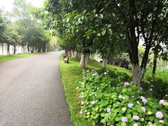 -瑶湖郊野森林公园
