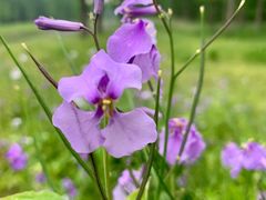 -黄海国家森林公园