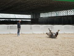 -名驭国际马术学院