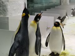 -大连圣亚海洋世界