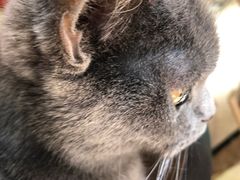 -猫色咖啡·猫咖