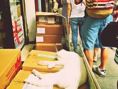 -澳洲牛奶公司(佐敦店)