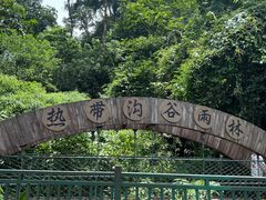 -西双版纳原始森林公园