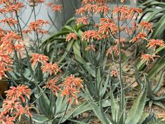 -深圳仙湖植物园