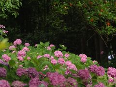 -上海滨江森林公园