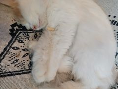 -平行世界·猫咖(首经贸店)