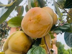 -武清南湖绿博园