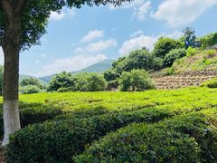 -树山生态村