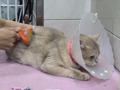 -北京观赏动物医院·24小时大型综合·猫专科·异宠专科