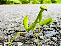 -深圳市中科院仙湖植物园