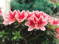 -上海鲜花港