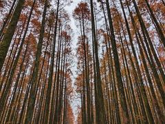 -山王坪喀斯特国家生态公园