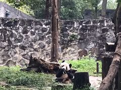 -都江堰中华大熊猫苑