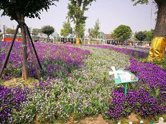 -荷兰花海