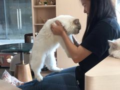-瞄一喵猫咖(格力海岸店)