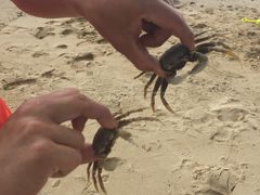 -椰树岛海滩度假村