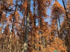 -黄海国家森林公园