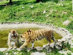 -西安秦岭野生动物园