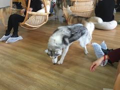 -Husky Go! 哈士奇体验馆·宠物咖啡厅狗咖