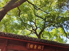 -秋霞圃