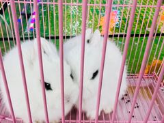 -三圣花乡旅游区