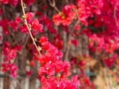 -有红鸡毛店·川菜(建设路店)