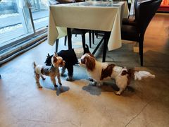 -百好乐宠物友好餐厅(朝外大街店)