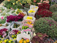 -双季花艺园艺市场(浦东店)