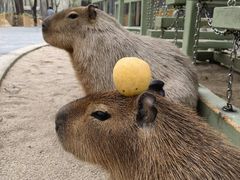 -北京野生动物园