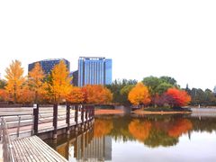 -大望京公园