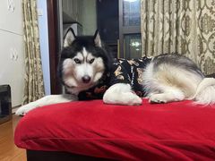 -爱侣宠医·鹦鹉专科·小型哺乳类·异宠专科(灵石路店)