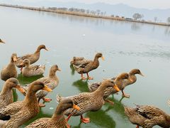 -野鸭湖国家湿地公园