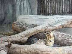 -武汉动物园