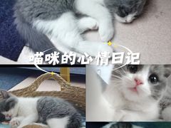 -lincat·猫舍(广州店)
