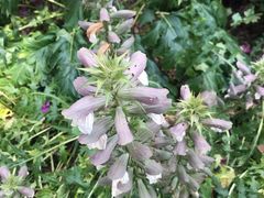 -墨尔本皇家植物园