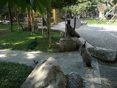 -瑞丽独树成林风景区