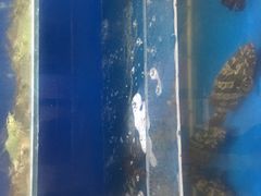 东星斑鱼-廣味潮鲜·一品潮滋味(五道口店)