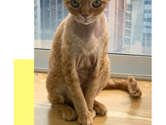 -Heymao猫咖.咖啡厅(东门店)