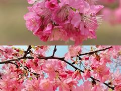 -天适樱花悠乐园
